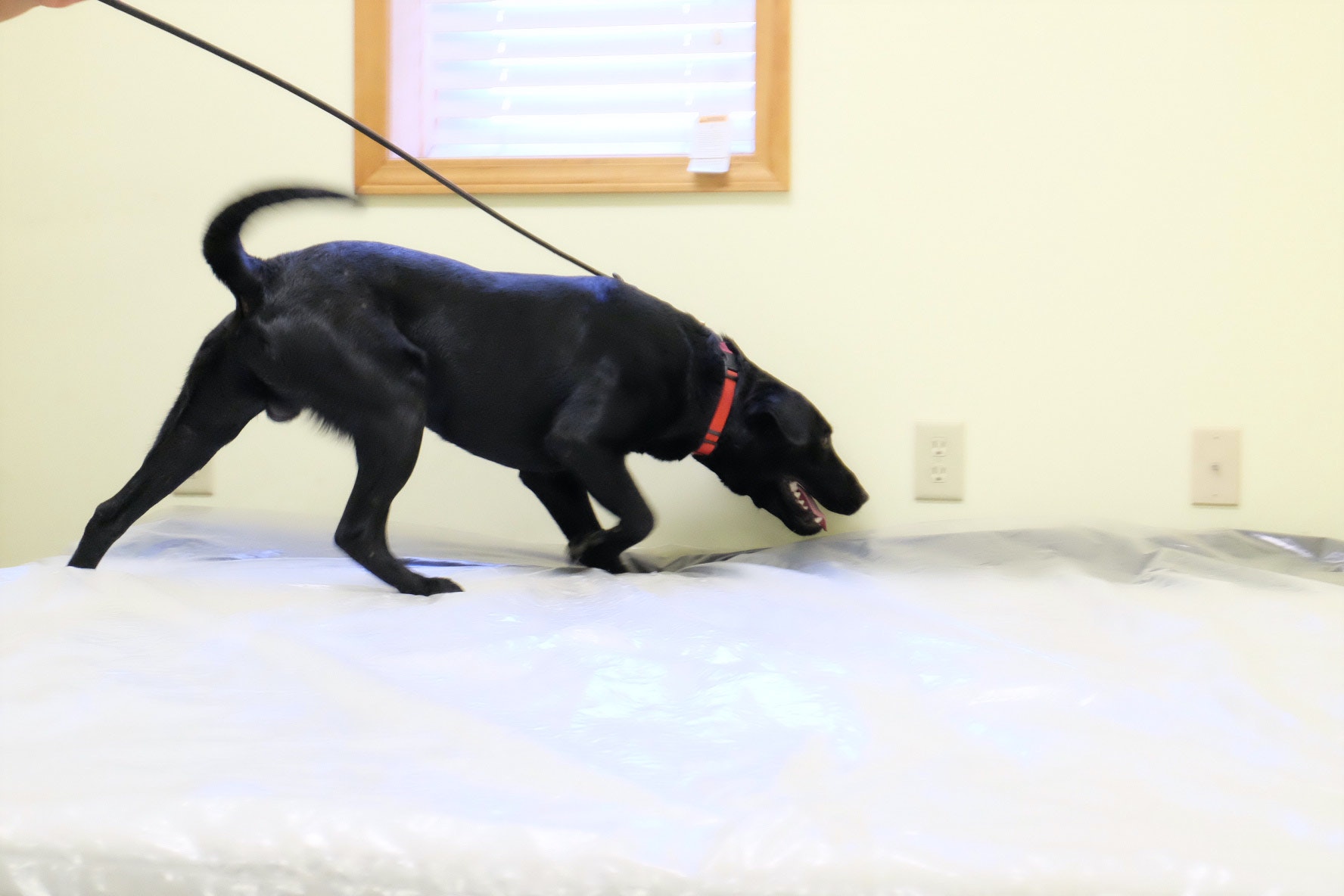 Pest Control Nashville Exterminator Nashville, TN Termite Treatment